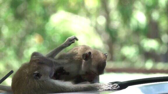 4k:猴子对着车打架