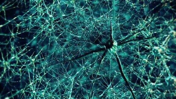 大脑中的神经元活动