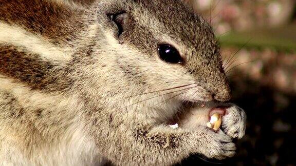 松鼠吃食物