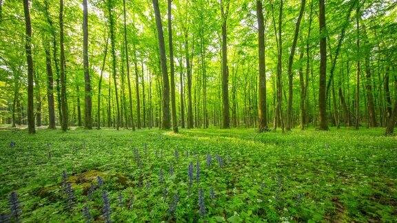 森林里满是春天的野花