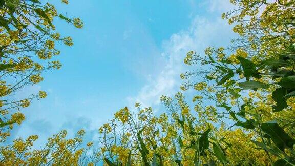 8K拍摄的油菜植物云景