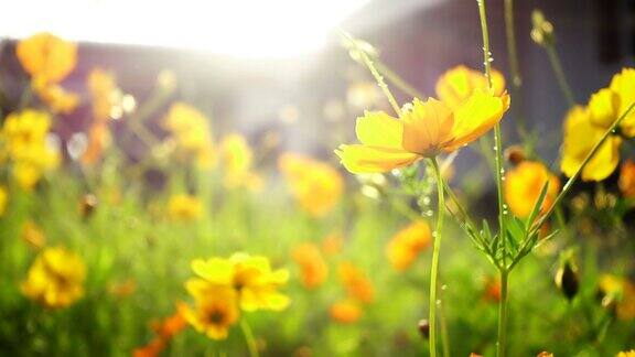 特写的黄色宇宙花与阳光在花园里