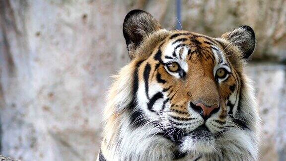 大自然里可爱的老虎
