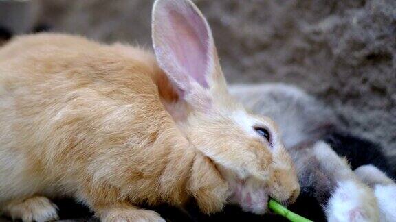 可爱的毛绒绒的兔子吃东西