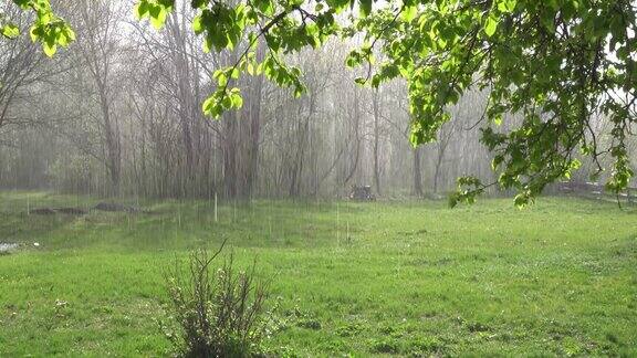 树枝上的一棵苹果树与绿色的树叶和大雨在阳光的背景下草原和森林视频和声音