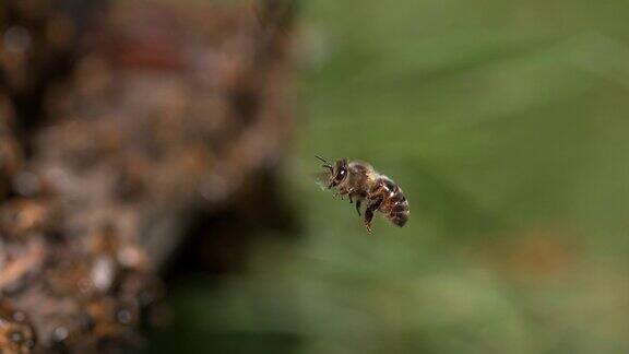 黑蜂在蜂房入口处蜜蜂在飞行