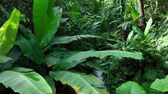 热带森林中野生香蕉树和小溪的航拍镜头