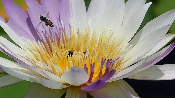 美丽的荷花和蜜蜂的慢镜头