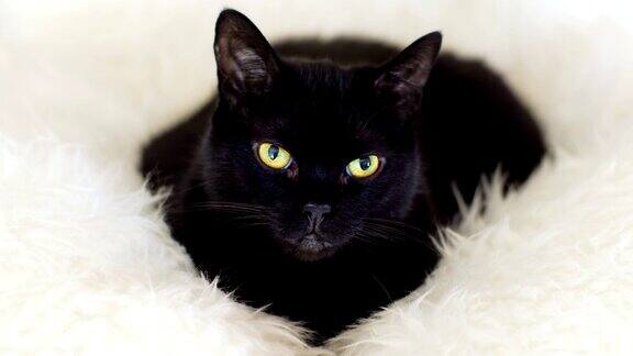 黑猫在羊皮地毯上