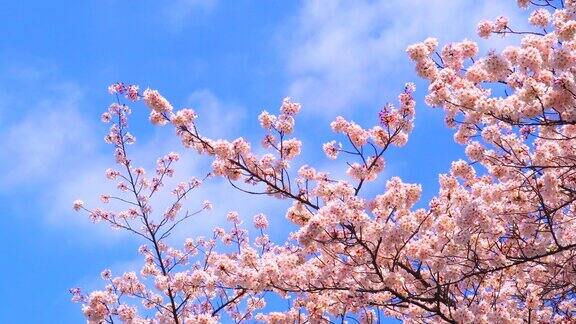 樱花映衬着湛蓝的天空