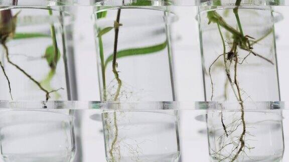 绿色新鲜植物在实验室的玻璃试管中多莉拍摄