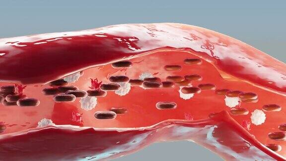 从横动脉看红血细胞在动脉内流动健康的血液流动科学医学概念血液中重要元素的转移保护身体3d动画