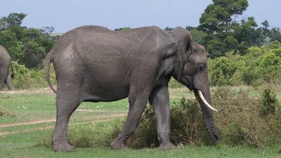 非洲象loxodontaafricana成年在吃灌木丛马赛马拉公园在肯尼亚实时4K