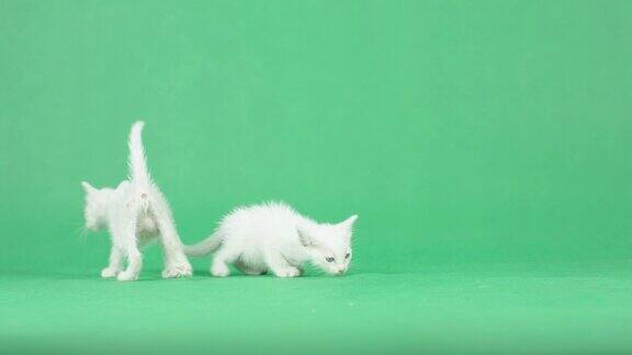 4K绿色屏幕上有两只白色小猫