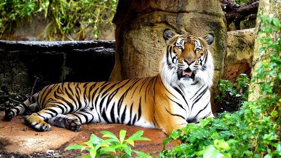 孟加拉虎在森林里休息