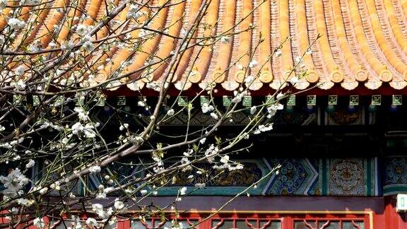 中国传统古建筑背景前春花迎风摇曳