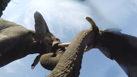 博茨瓦纳奥卡万戈三角洲大象在镜头正上方饮水的壮观画面