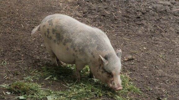 一只猪摇着尾巴在吃新鲜的食物