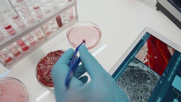 带钳子的科学家将一小块细胞生长的肉放入培养皿
