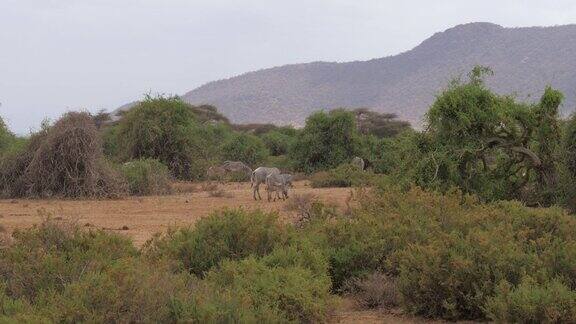 一群斑马在桑布鲁保护区的绿色灌木丛和树木附近吃草
