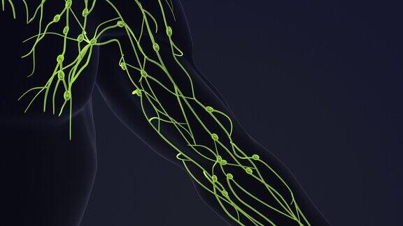 人体淋巴系统3d动画
