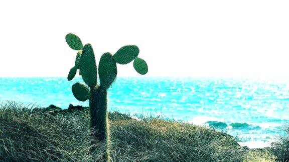 加拉帕戈斯群岛圣克鲁斯岛巴克斯海滩上的仙人掌