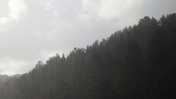 动态慢动作视频显示雨水倾泻在树木上