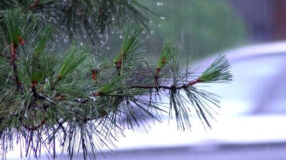 雨水滴落在松树上