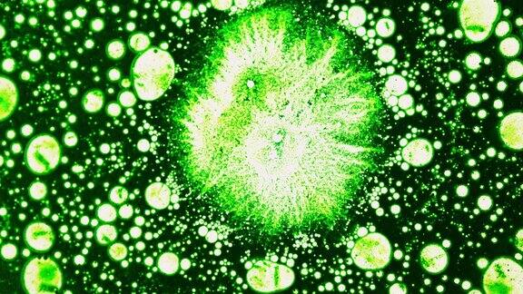 通过显微镜观察快速突变的绿色放射性细菌细胞