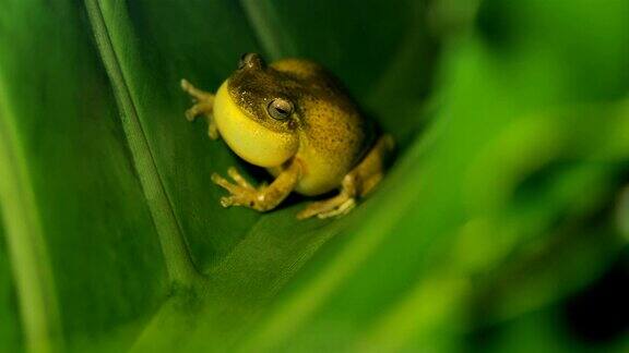哥斯达黎加的树蛙