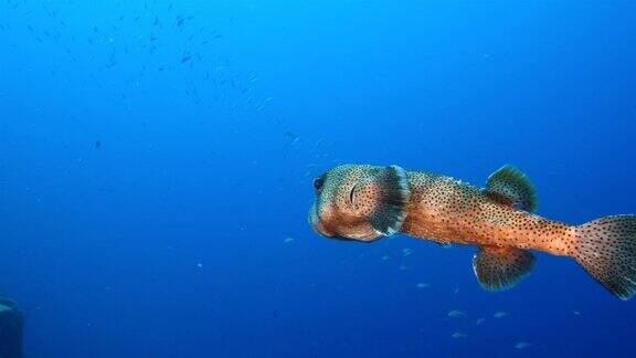 在库拉索岛荷属安的列斯群岛附近豪猪鱼在加勒比海的珊瑚礁里游泳