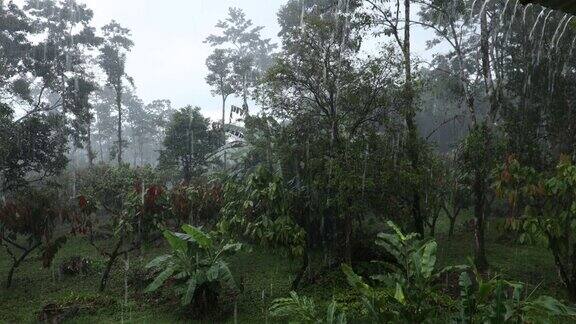 热带地区的大雨