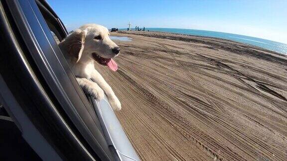 车里的狗在海岸线上看