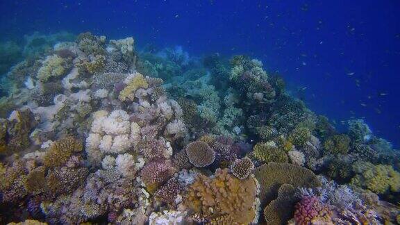 在埃及红海的马萨阿拉姆美丽的珊瑚礁上有海洋生物和许多小型热带鱼