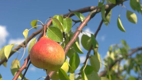 成熟的梨子挂在树枝上