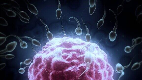 精子游向卵细胞
