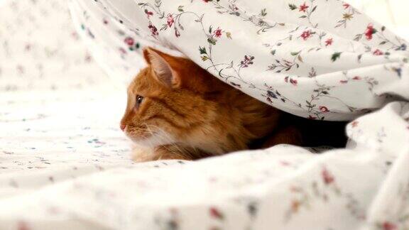 可爱的姜黄色小猫躺在床上躲着小男孩男人们掀起毯子