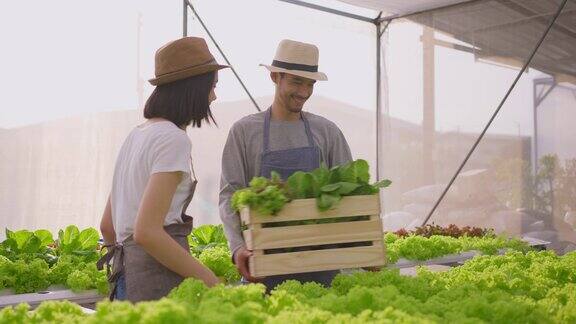 两个亚洲夫妇农民在蔬菜水培农场工作幸福女人收割绿橡树然后传给男人这个男人扛着箱子然后走着去把它储存在温室农场里