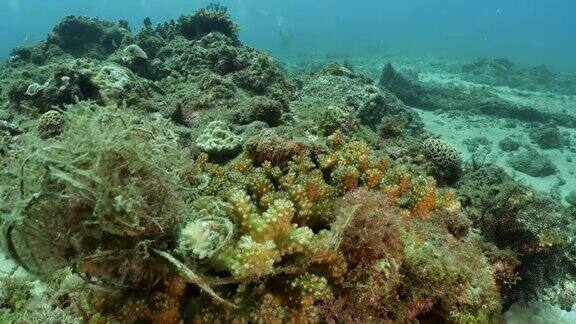 台湾海底硬珊瑚的海洋碎片