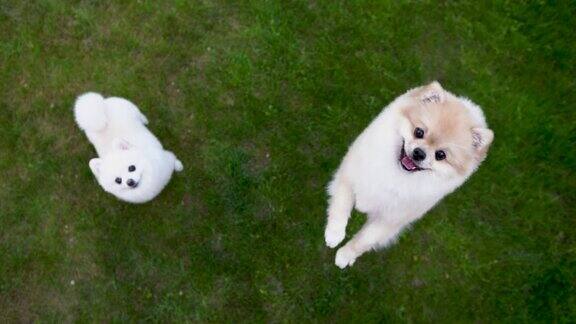 绿色草地上的两只博美犬一只狗跳起来叫着