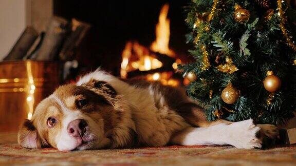 这只狗躺在圣诞树旁背景是燃烧着的壁炉我们正准备庆祝新年和圣诞节