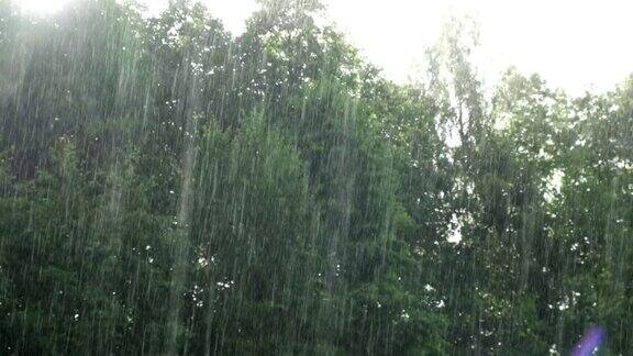 雨中从绿叶上滴下的雨滴雨水落在绿色的植物上夏天的天气天然的情绪背景冥想放松大雨淋浴