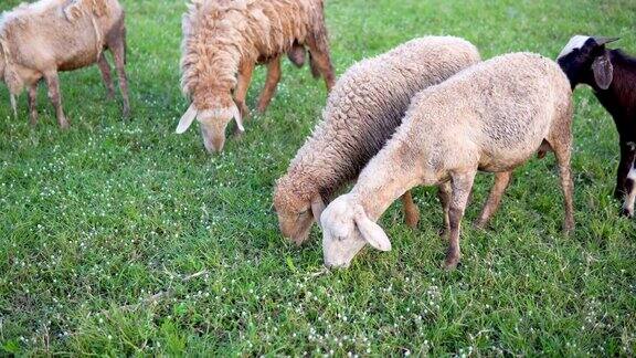 羊群在绿草地上的草地上