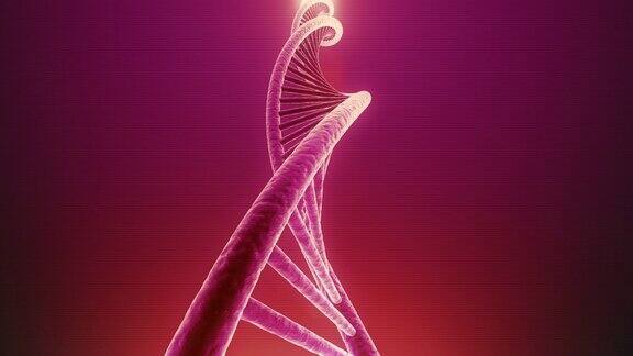 旋转DNA无缝环