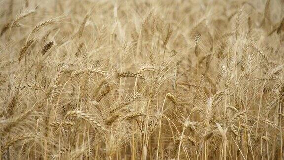 黄色的小麦穗在风中摇摆黑麦穗在风中摇摆在成熟的黑麦穗的背景地里收成麦田里生长着小麦金色的麦穗在风中闪闪发光