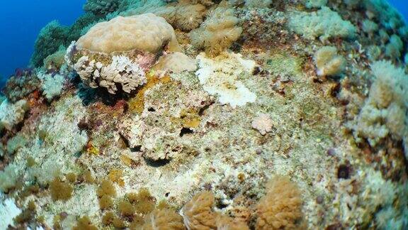 位于台湾绿岛海底的热带珊瑚礁