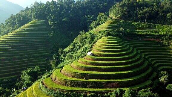 鸟瞰图越南西北部的梯田收获季节的稻田在木仓寨YenBai省越南