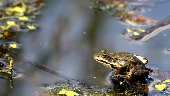 池塘上的绿色沼泽青蛙欧洲野生动物