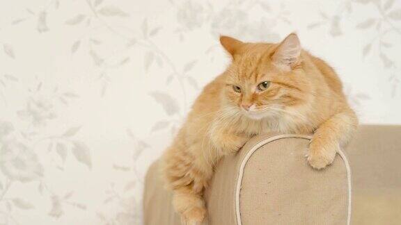 可爱的姜黄色小猫躺在沙发的扶手上毛茸茸的宠物要睡觉了舒适的家庭背景