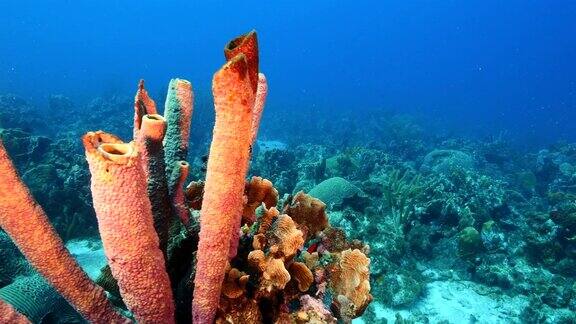 在库拉索岛周围的加勒比海珊瑚礁海景